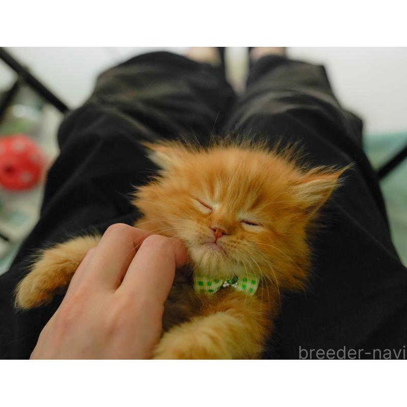 販売中の神奈川県のミヌエット-137092の6枚目