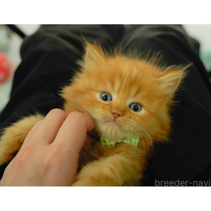 販売中の神奈川県のミヌエット-137092の5枚目