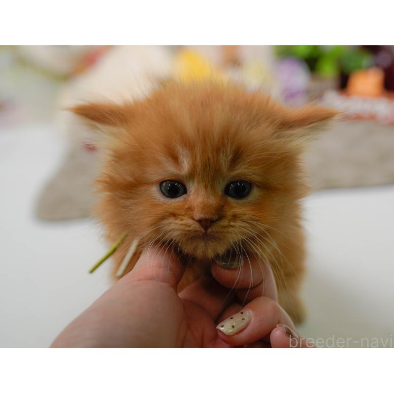 販売中の神奈川県のミヌエット-137092の4枚目