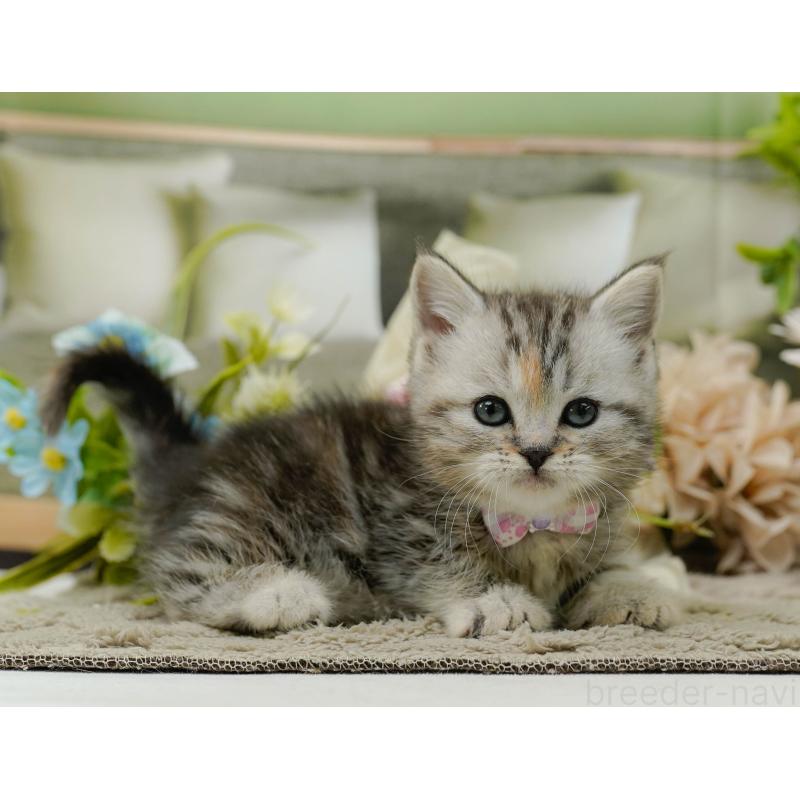 販売中の神奈川県のミヌエット-137093の9枚目