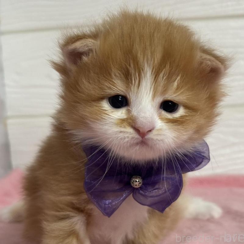 販売中の愛知県のマンチカン-137023の1枚目