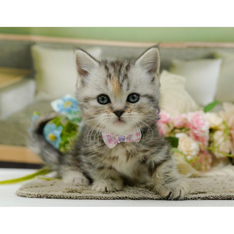 販売中の神奈川県のミヌエット-137093の8枚目