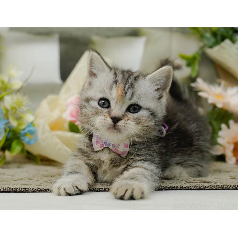 販売中の神奈川県のミヌエット-137093の7枚目