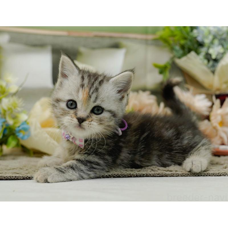 販売中の神奈川県のミヌエット-137093の6枚目