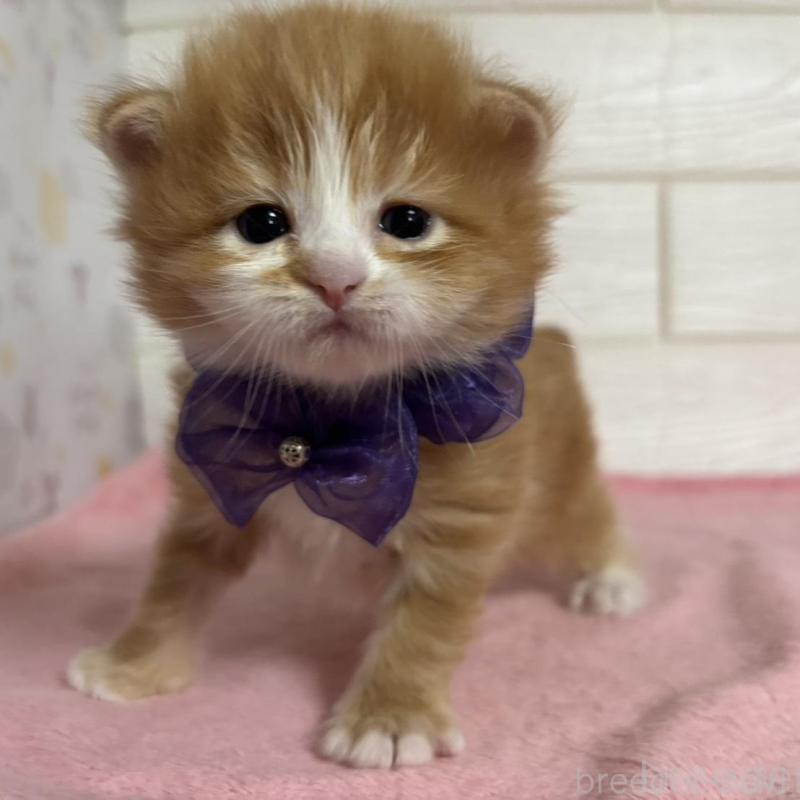 販売中の愛知県のマンチカン-137023の4枚目