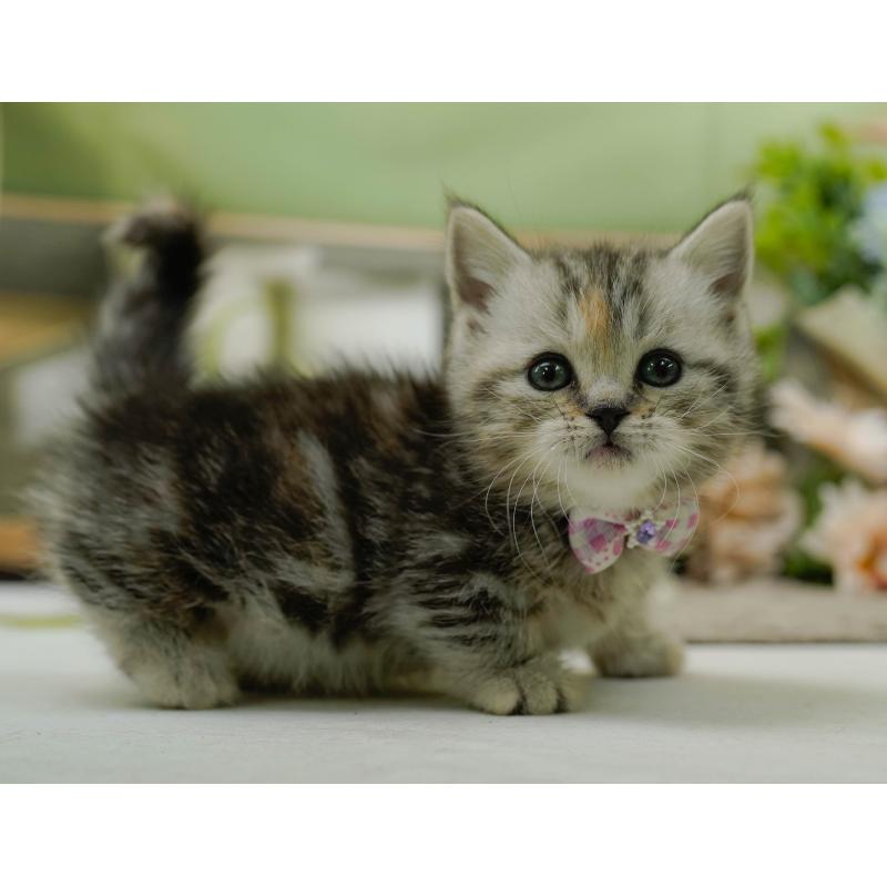 販売中の神奈川県のミヌエット-137093の5枚目