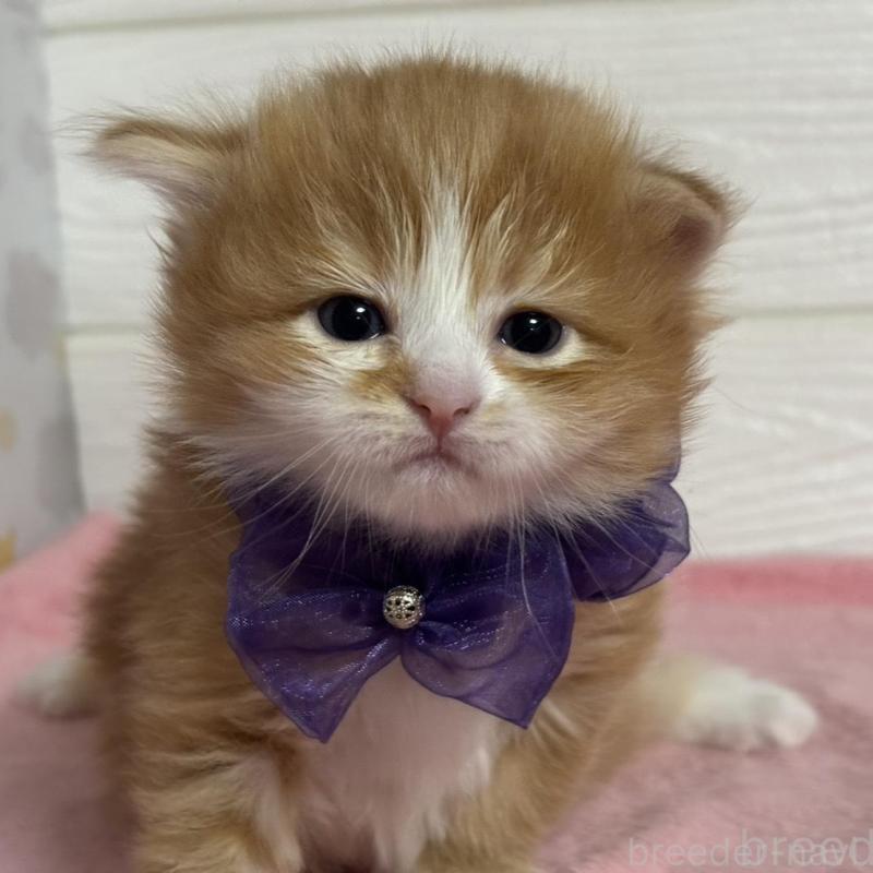 販売中の愛知県のマンチカン-137023の3枚目