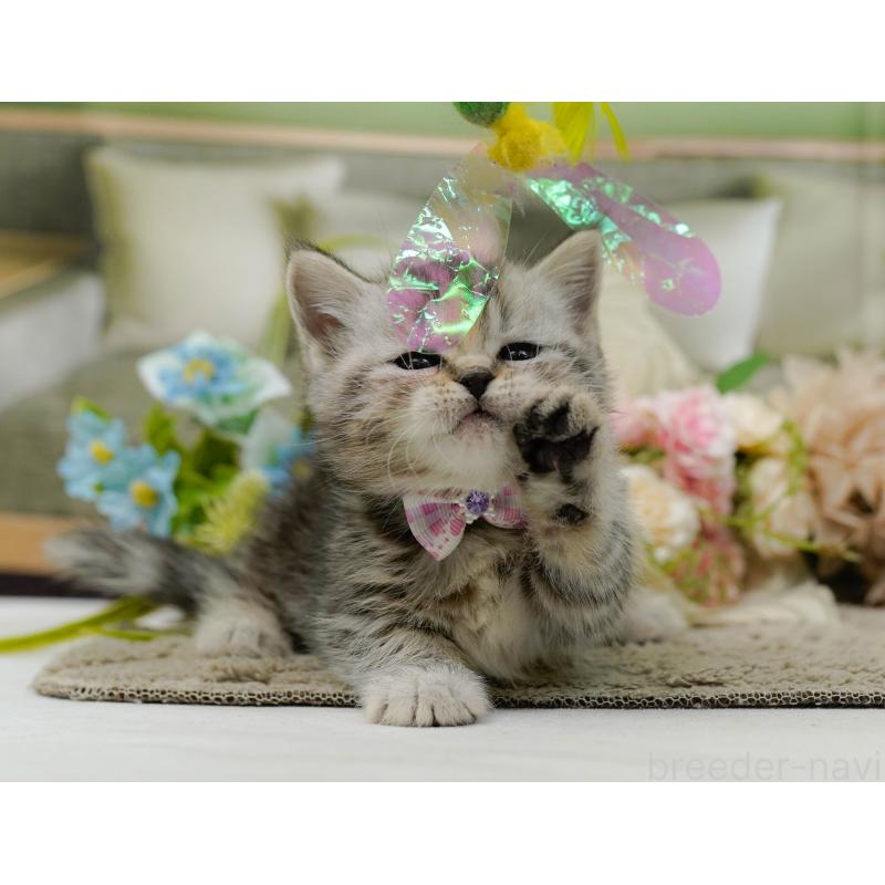 販売中の神奈川県のミヌエット-137093の4枚目