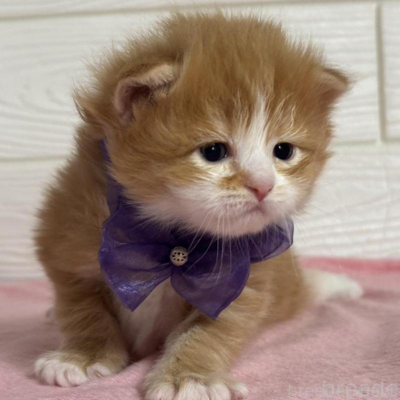 販売中の愛知県のマンチカン-137023の2枚目