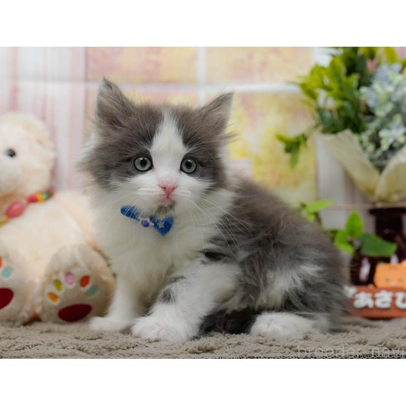 販売中の神奈川県のノルウェージャンフォレストキャット-137089の11枚目