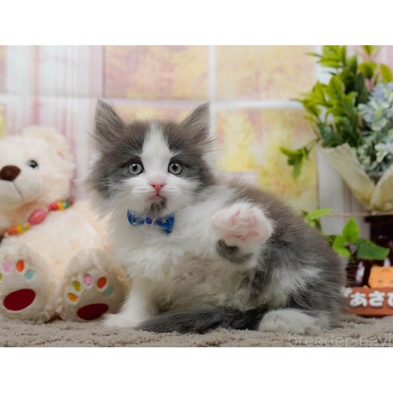 販売中の神奈川県のノルウェージャンフォレストキャット-137089の10枚目