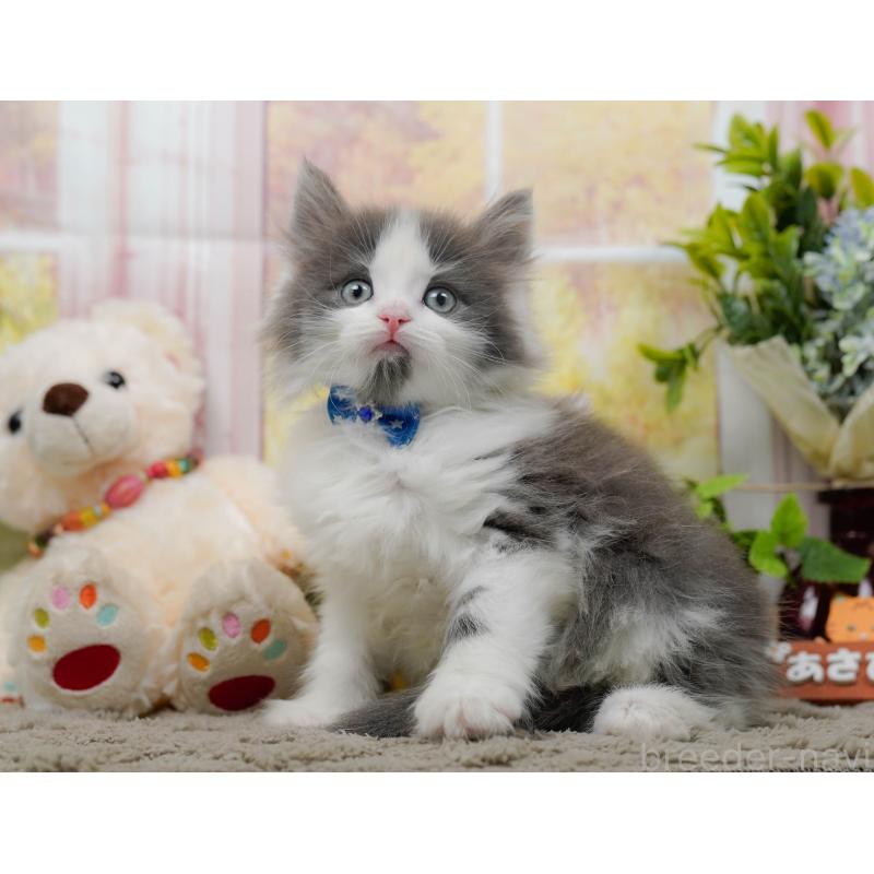 販売中の神奈川県のノルウェージャンフォレストキャット-137089の9枚目