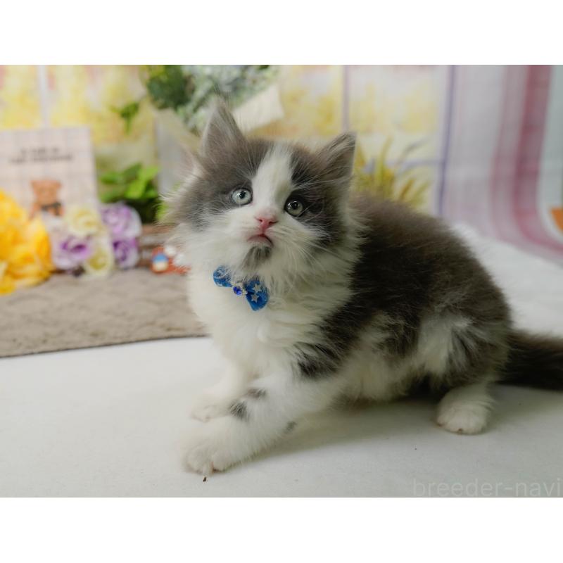 販売中の神奈川県のノルウェージャンフォレストキャット-137089の7枚目