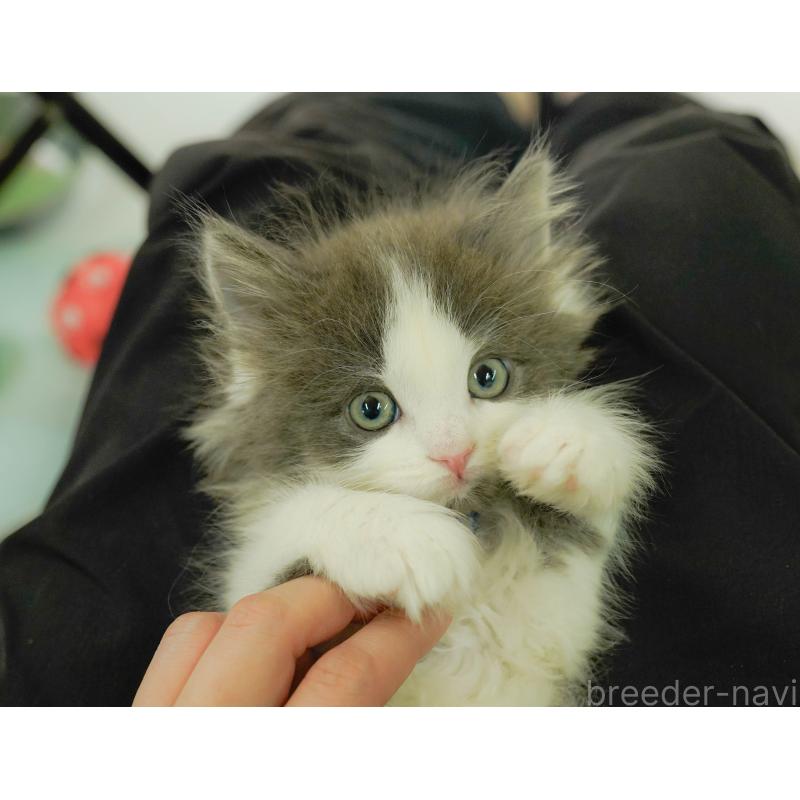 販売中の神奈川県のノルウェージャンフォレストキャット-137089の5枚目