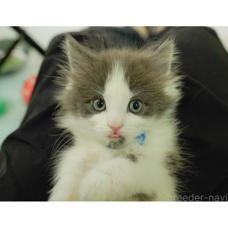 販売中の神奈川県のノルウェージャンフォレストキャット-137089の4枚目