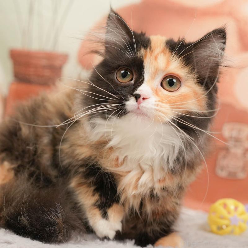 販売中の埼玉県のマンチカン-137251