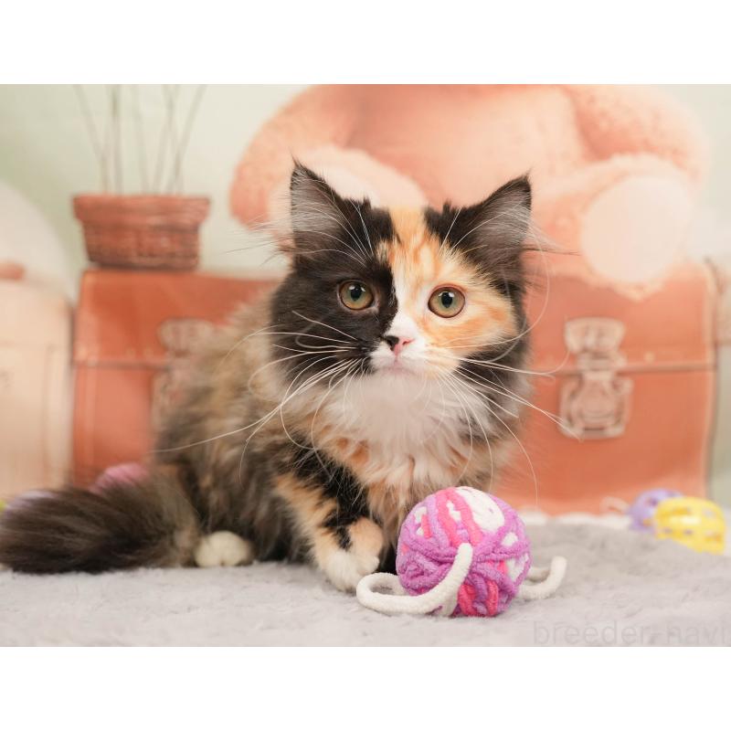 販売中の埼玉県のマンチカン-137251の12枚目