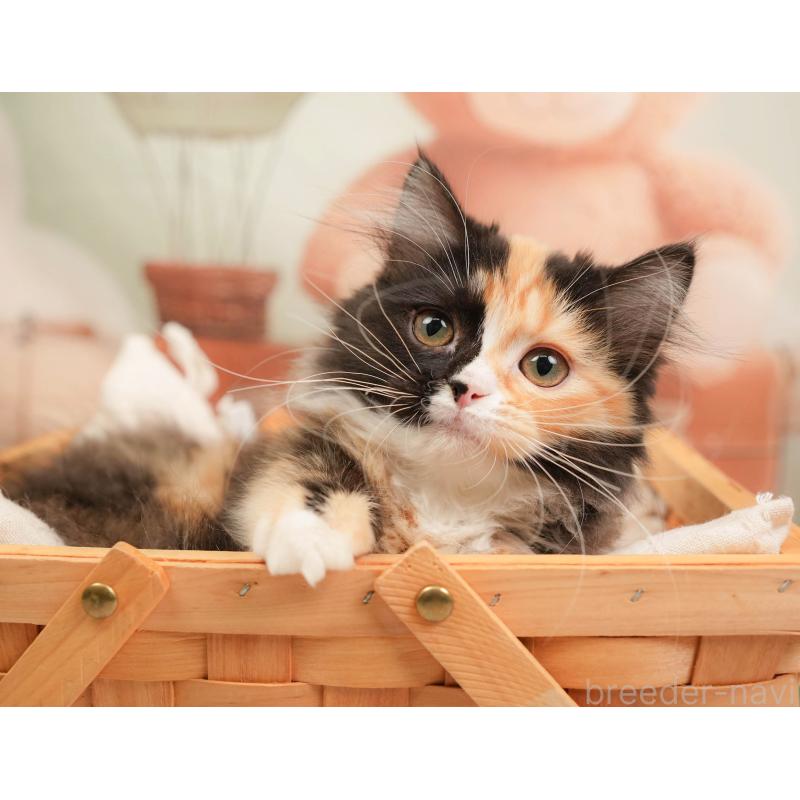 販売中の埼玉県のマンチカン-137251の11枚目