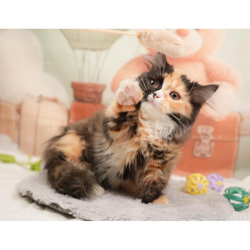 販売中の埼玉県のマンチカン-137251の10枚目