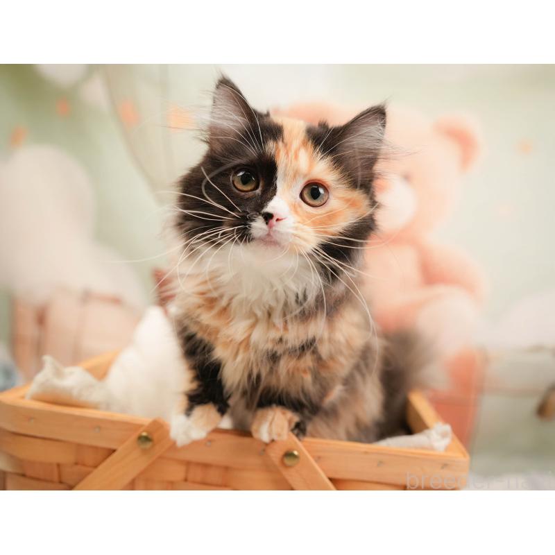 販売中の埼玉県のマンチカン-137251の9枚目