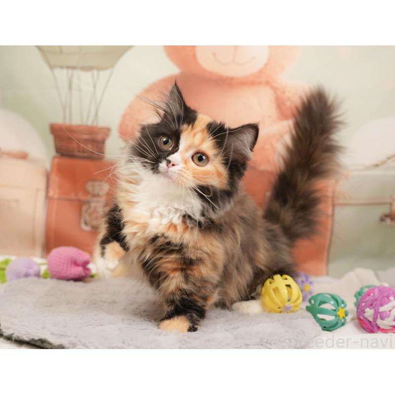 販売中の埼玉県のマンチカン-137251の7枚目