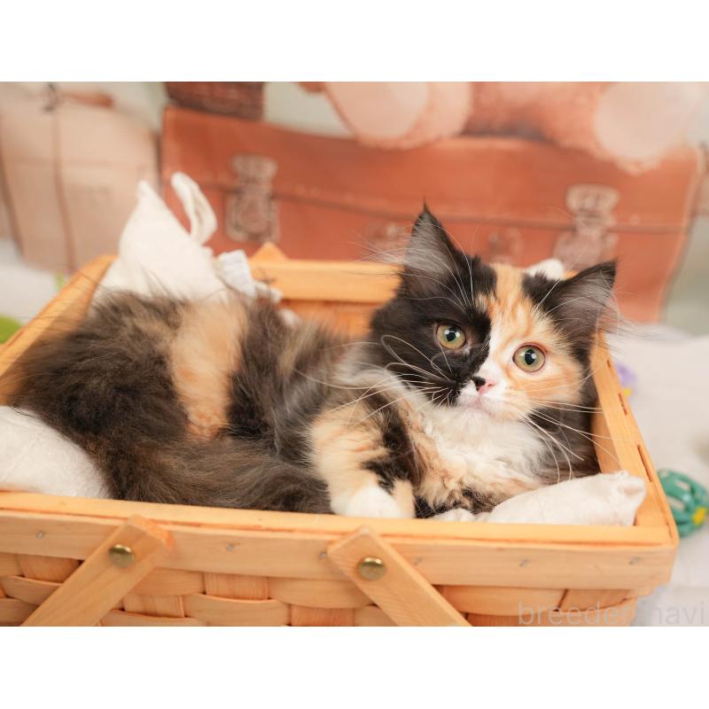 販売中の埼玉県のマンチカン-137251の6枚目