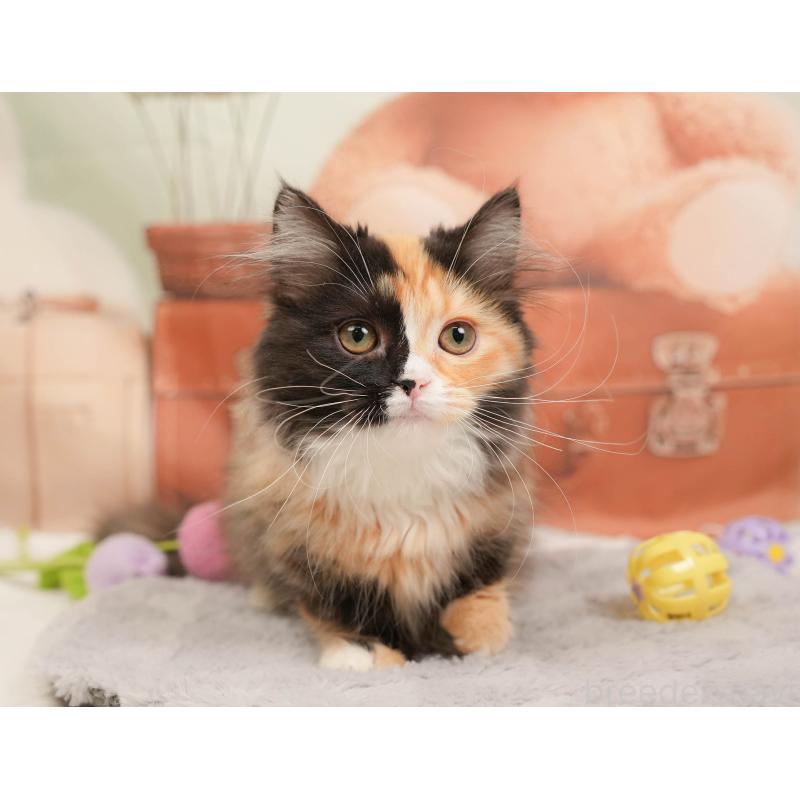 販売中の埼玉県のマンチカン-137251の5枚目