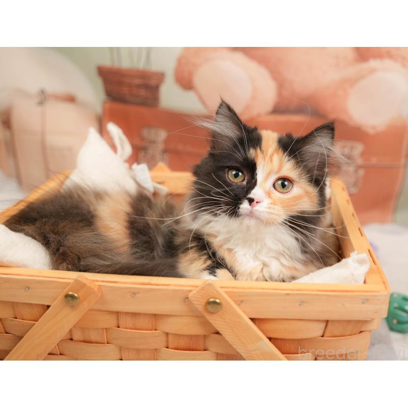 販売中の埼玉県のマンチカン-137251の4枚目