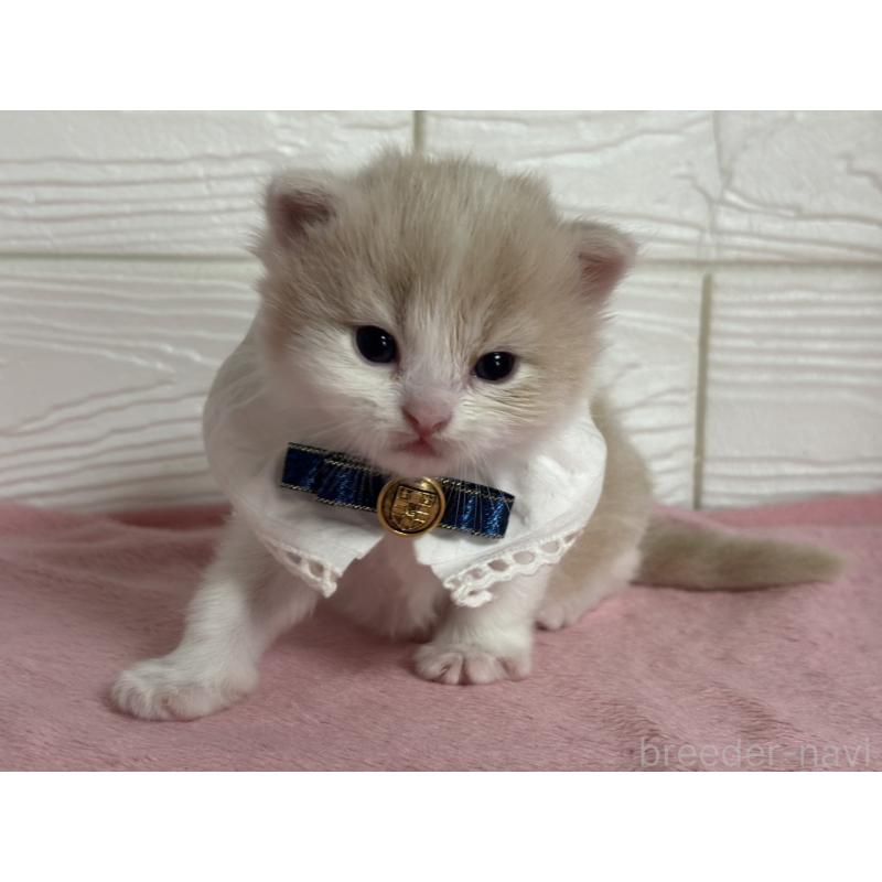 販売中の愛知県のマンチカン-137024の5枚目