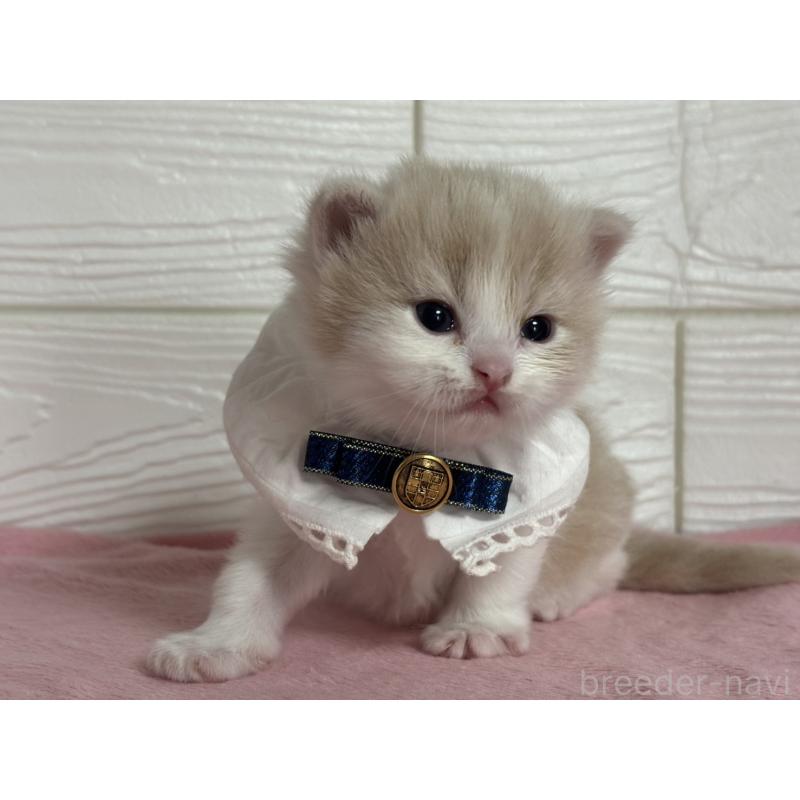 販売中の愛知県のマンチカン-137024の4枚目