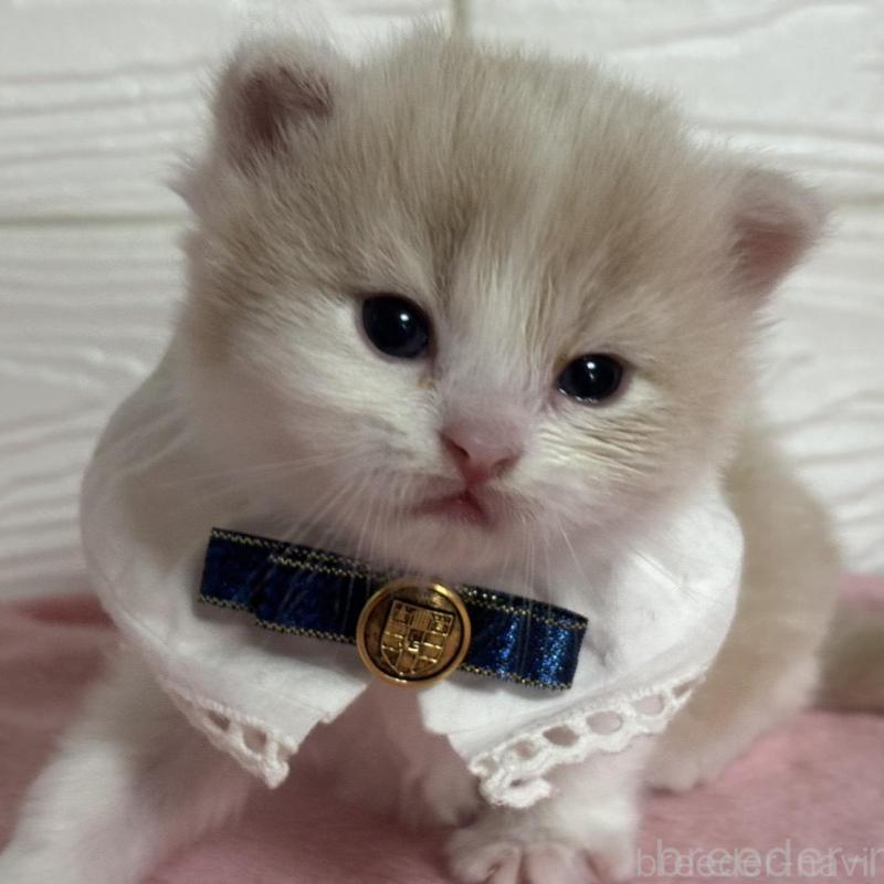 販売中の愛知県のマンチカン-137024の1枚目