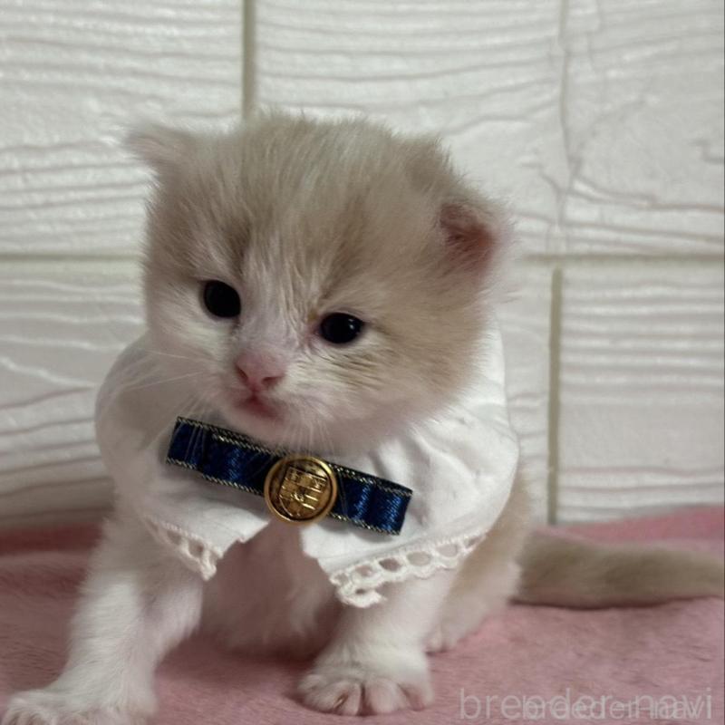 販売中の愛知県のマンチカン-137024の3枚目