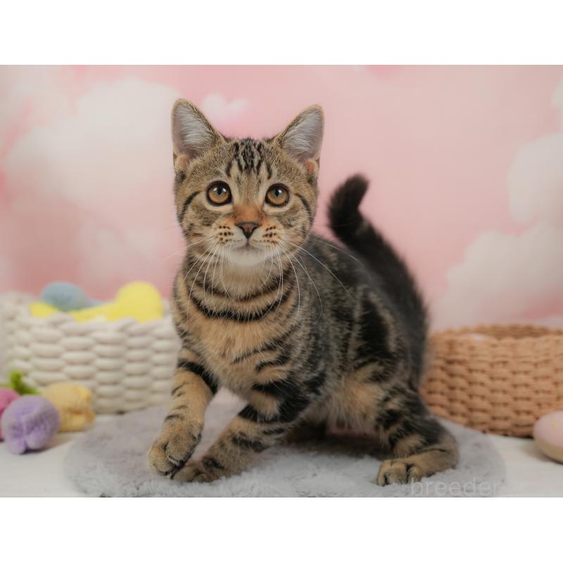 販売中の埼玉県のマンチカン-137252の12枚目