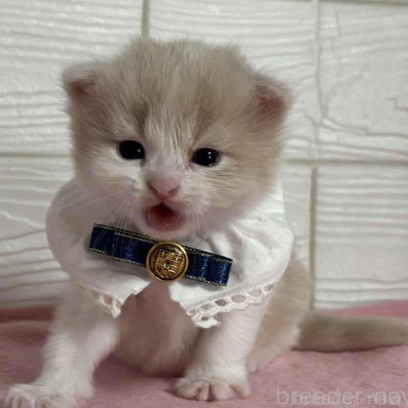 販売中の愛知県のマンチカン-137024の2枚目