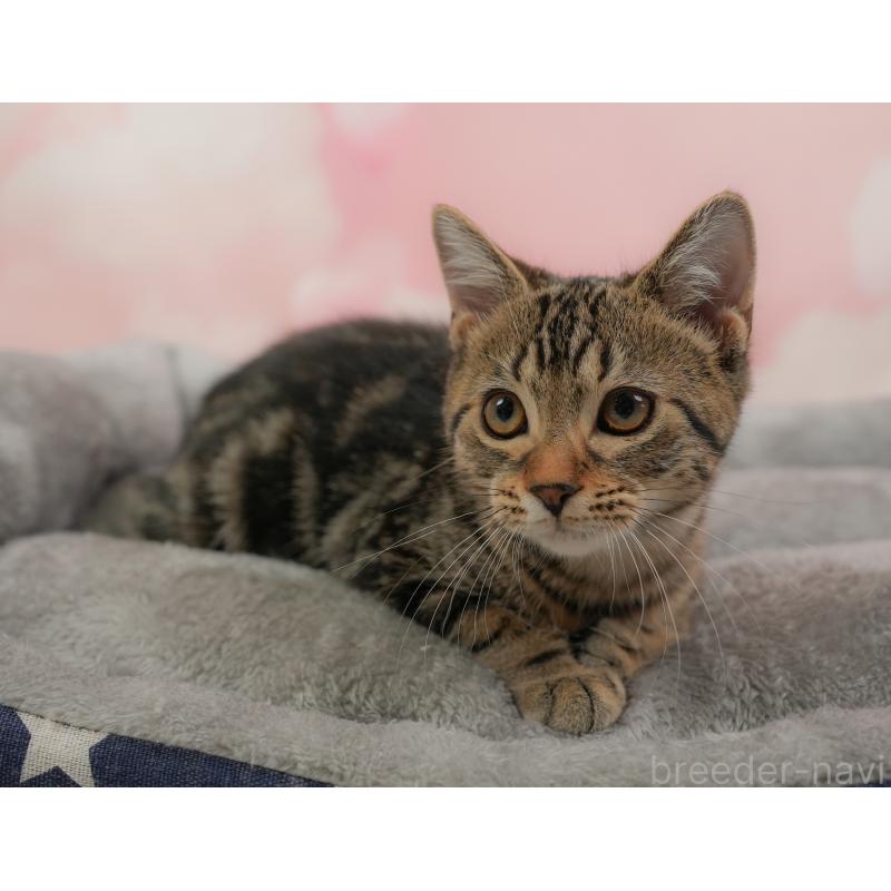 販売中の埼玉県のマンチカン-137252の11枚目