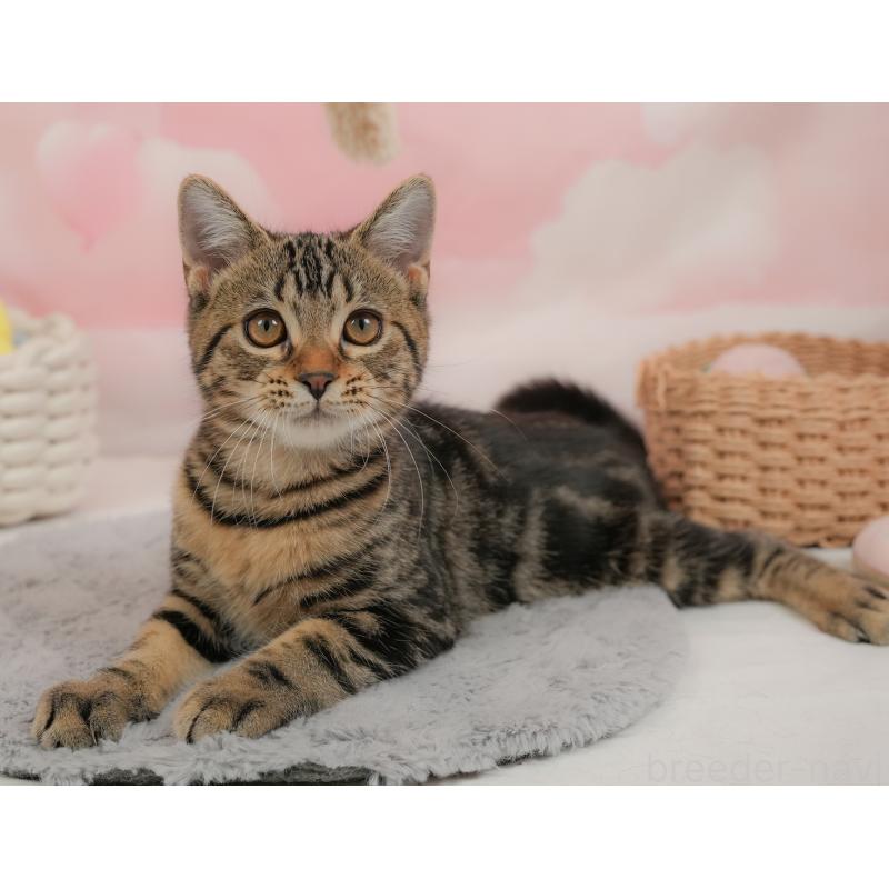 販売中の埼玉県のマンチカン-137252の10枚目