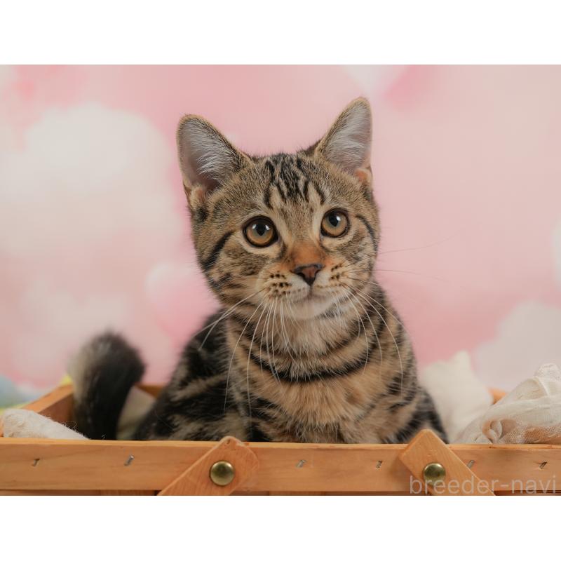 販売中の埼玉県のマンチカン-137252の9枚目