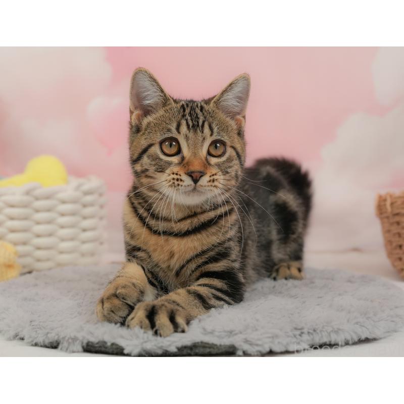 販売中の埼玉県のマンチカン-137252の8枚目