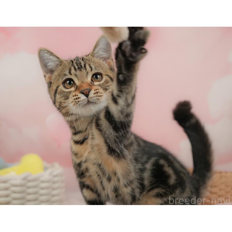 販売中の埼玉県のマンチカン-137252の7枚目