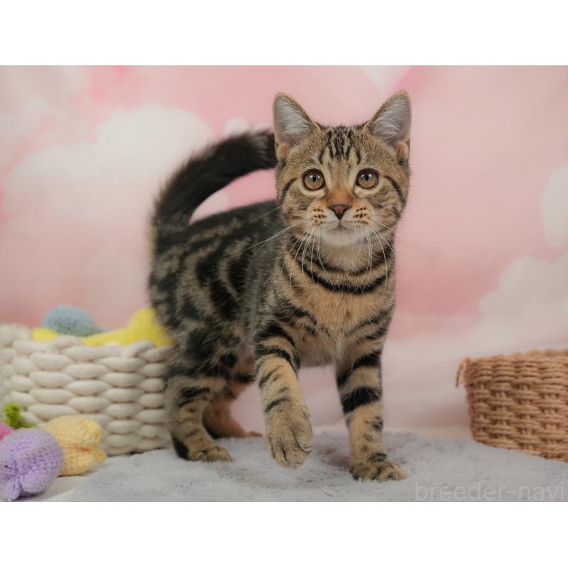 販売中の埼玉県のマンチカン-137252の6枚目