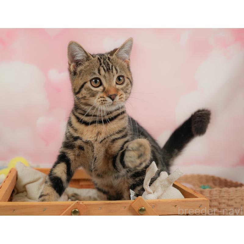 販売中の埼玉県のマンチカン-137252の4枚目