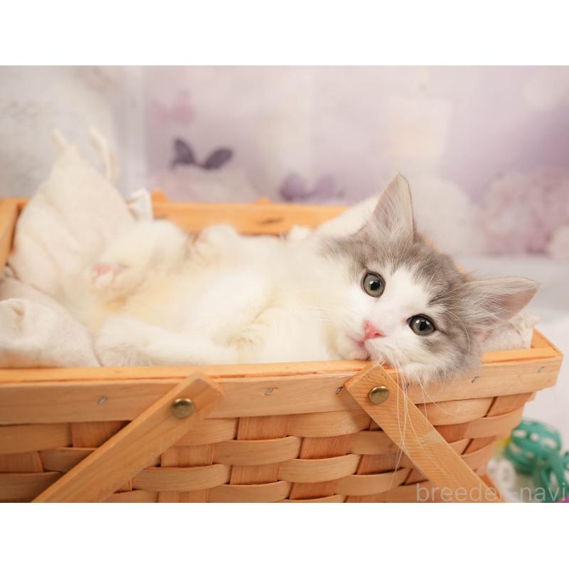 販売中の埼玉県のノルウェージャンフォレストキャット-137253の11枚目