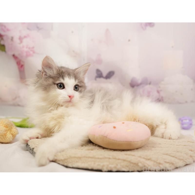 販売中の埼玉県のノルウェージャンフォレストキャット-137253の9枚目