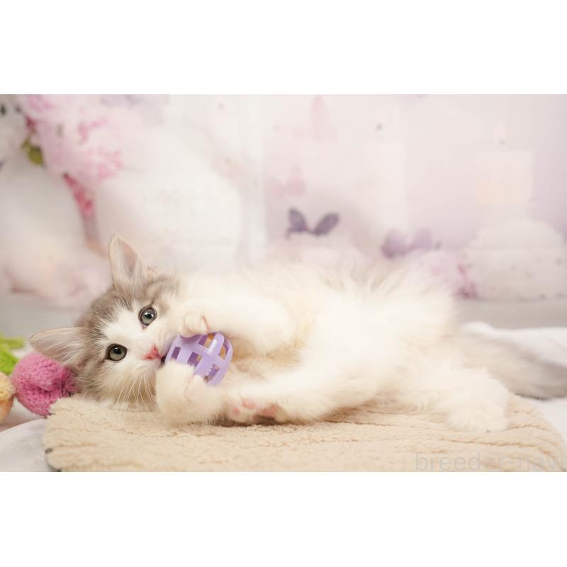 販売中の埼玉県のノルウェージャンフォレストキャット-137253の8枚目