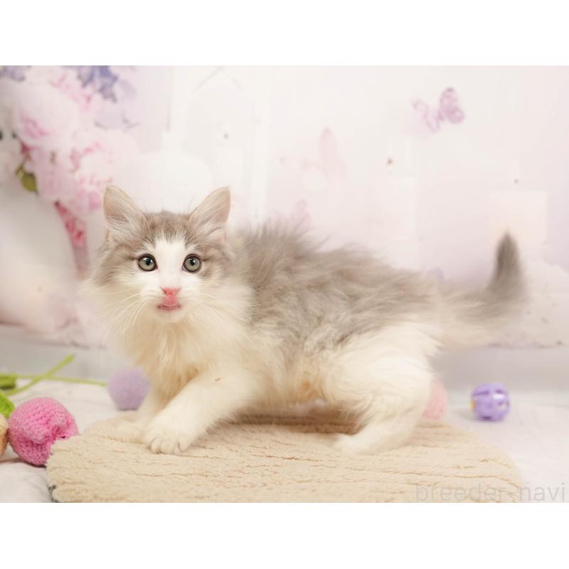 販売中の埼玉県のノルウェージャンフォレストキャット-137253の7枚目