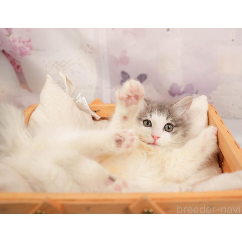 販売中の埼玉県のノルウェージャンフォレストキャット-137253の6枚目