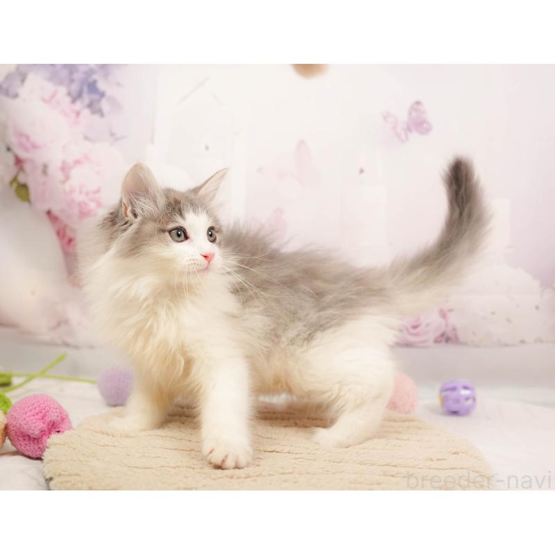 販売中の埼玉県のノルウェージャンフォレストキャット-137253の5枚目