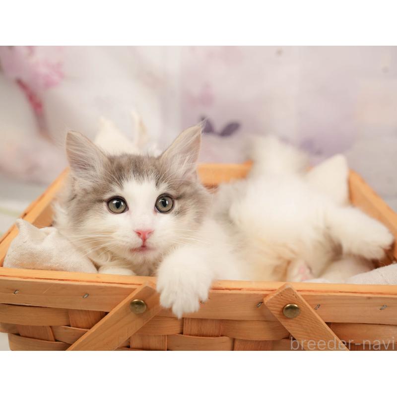 販売中の埼玉県のノルウェージャンフォレストキャット-137253の4枚目