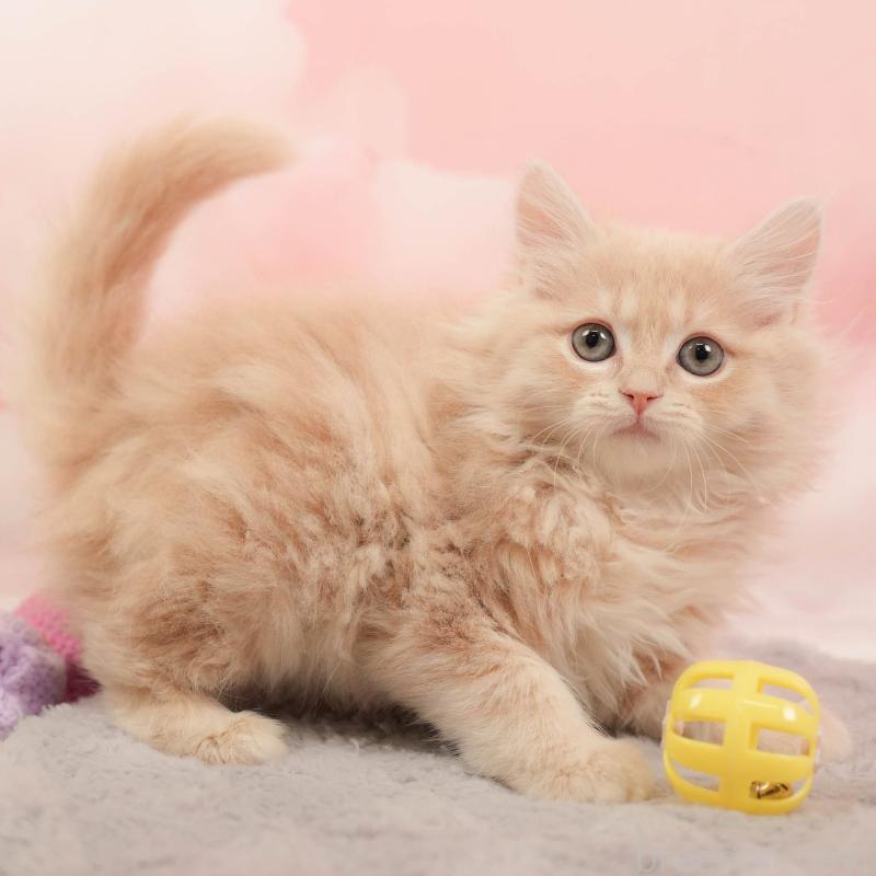 販売中の埼玉県のミヌエット-137254