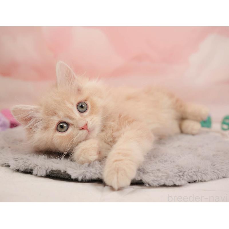 販売中の埼玉県のミヌエット-137254の12枚目